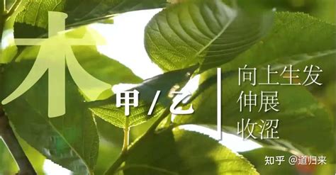 东方甲乙木|「四柱八字」十天干的五行属性和阴阳属性